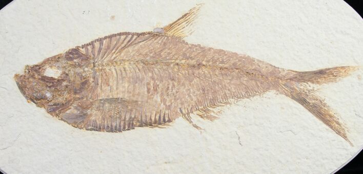 Beautiful Diplomystus Fossil Fish - Oval Matrix #8787